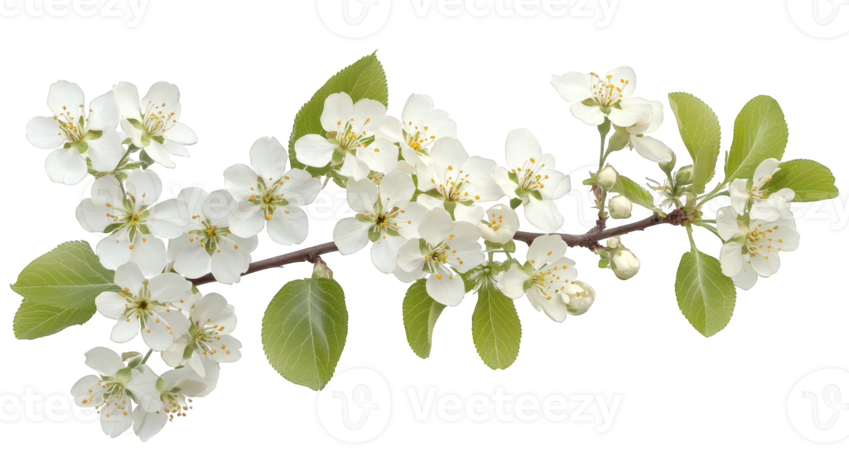 Cherry flower spring tree branch blossoming backdrop delicate white, verdant leaves with against transparent spreading, png