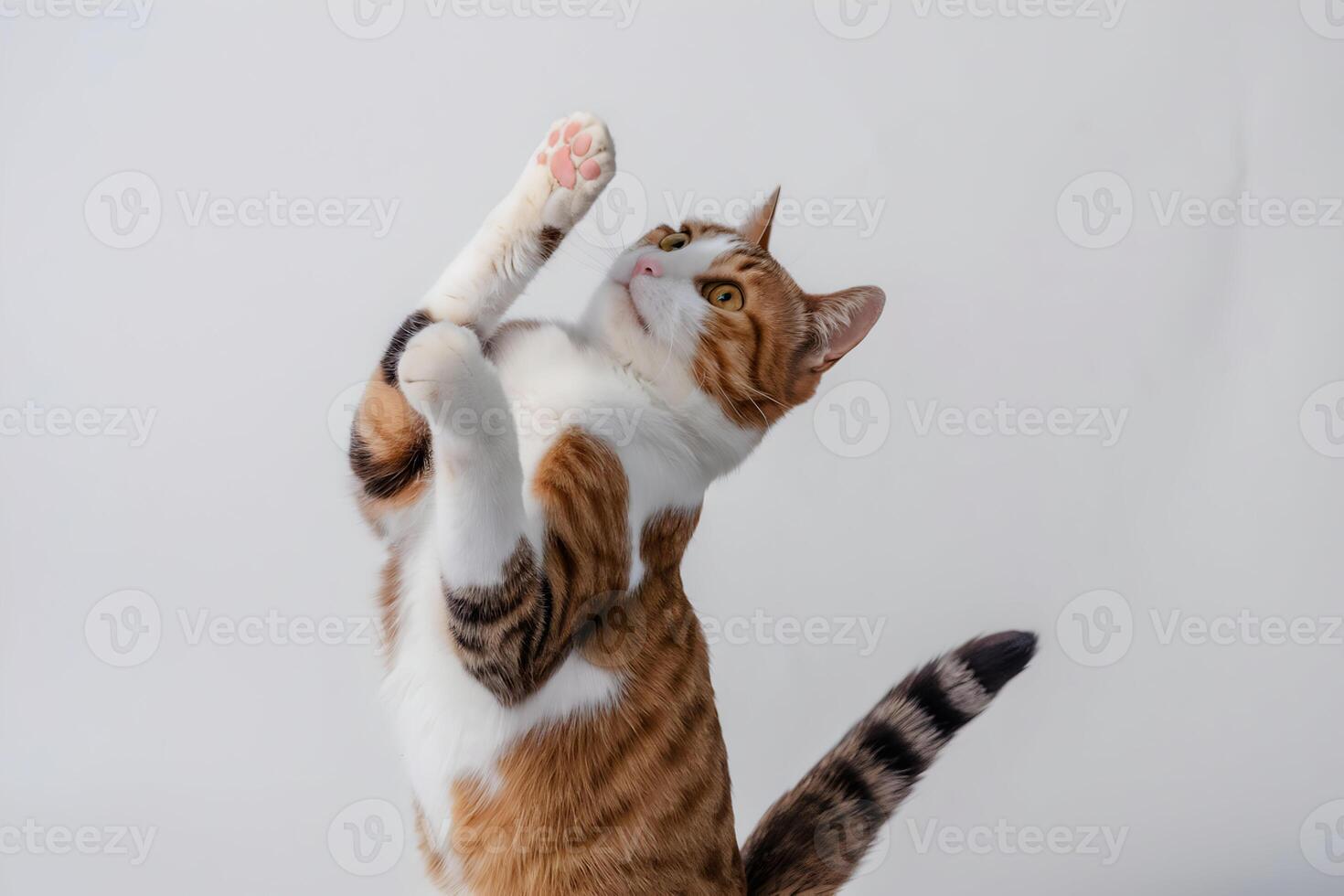Cat stretches on hind legs, playful pose with white background photo