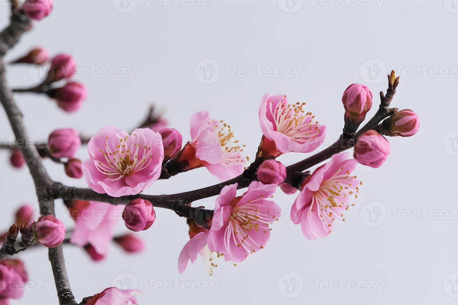 Branch with pink flowers, captured in intricate detail against white background photo