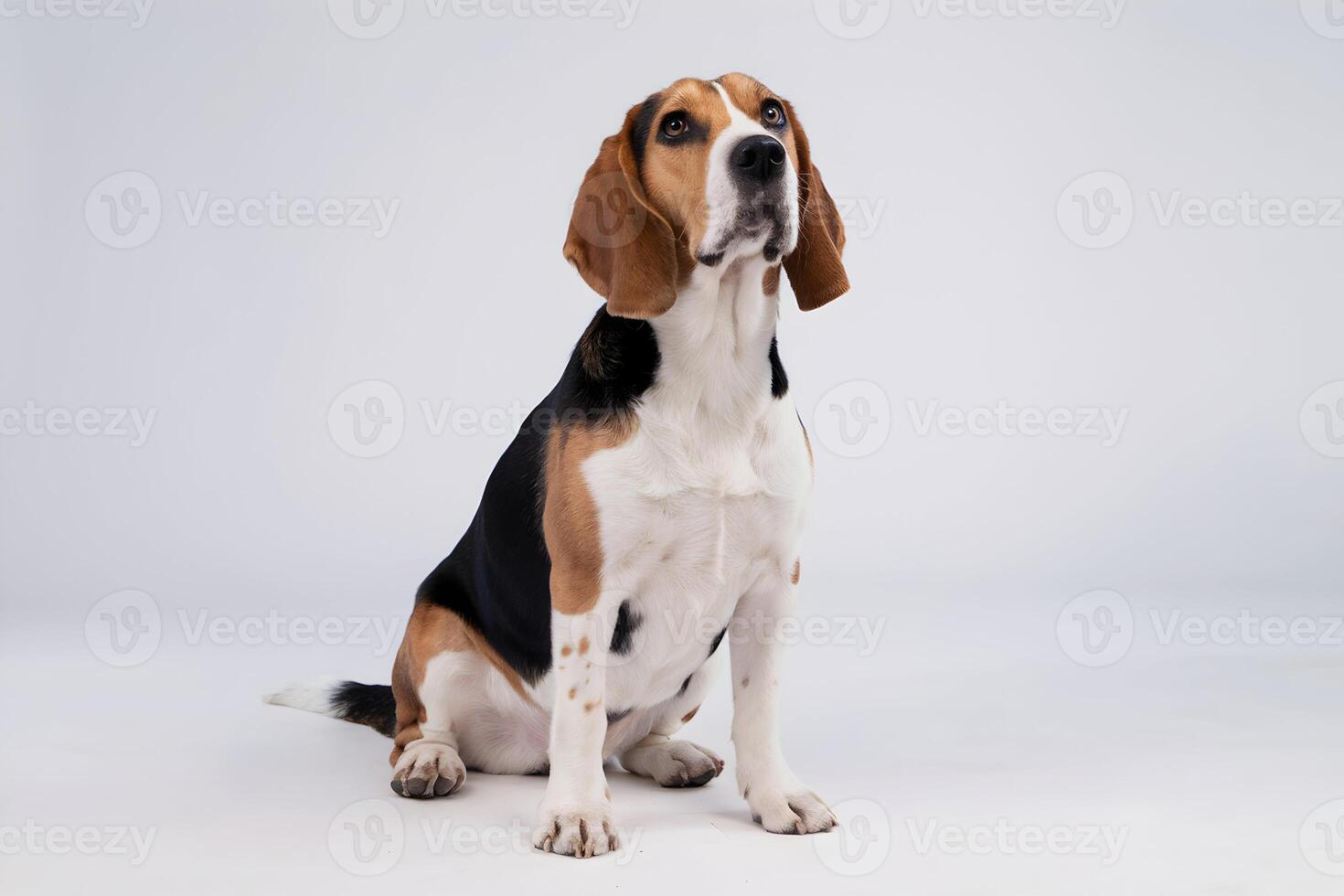 Tri colored beagle gazes upward, calm and serene against white background photo