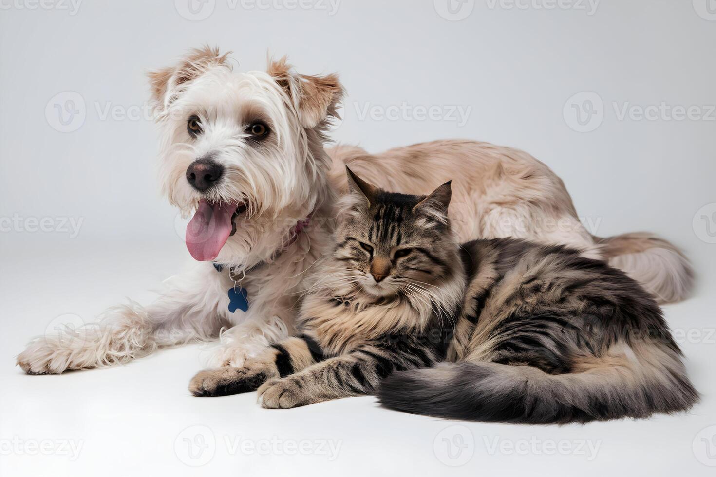 Light colored dog lies beside a relaxed tabby cat, exuding companionship and tranquility photo