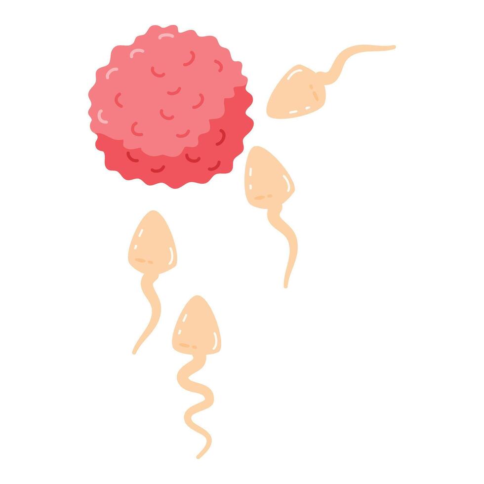 Human sperms impregnate fertile female egg ovum illustration vector