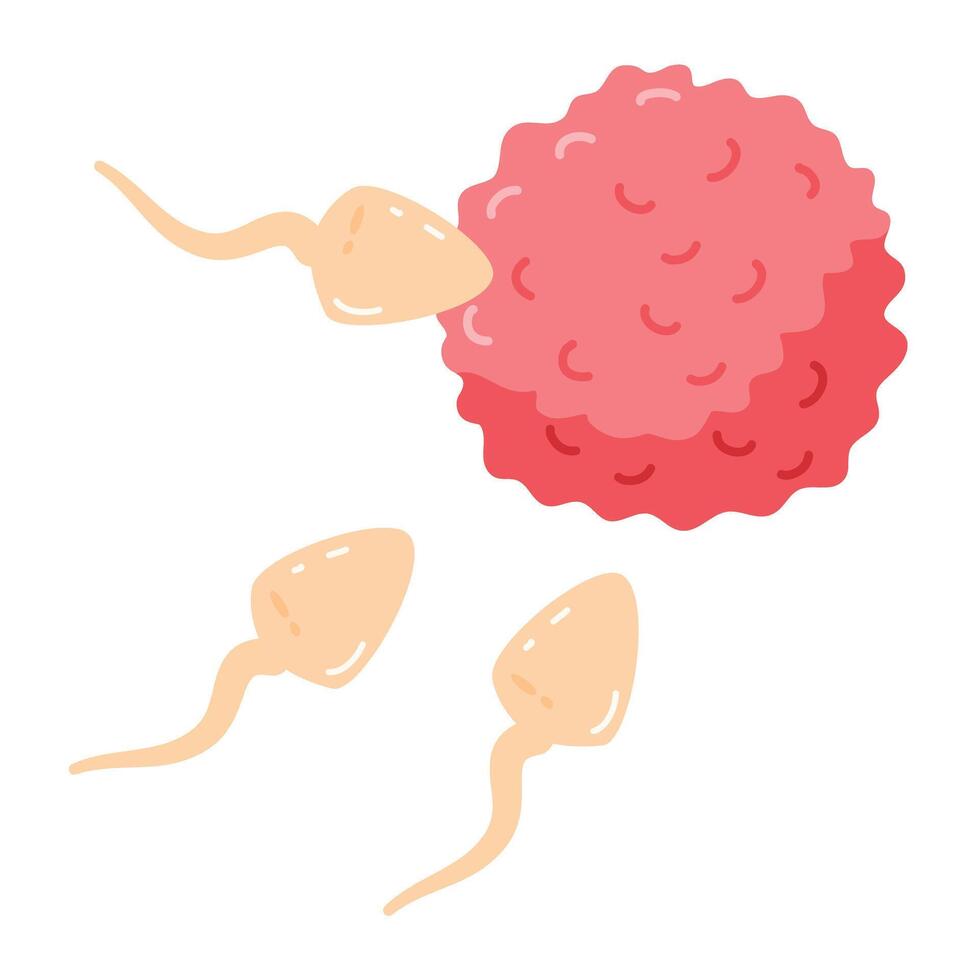 Active sperm cells swim to the egg vector