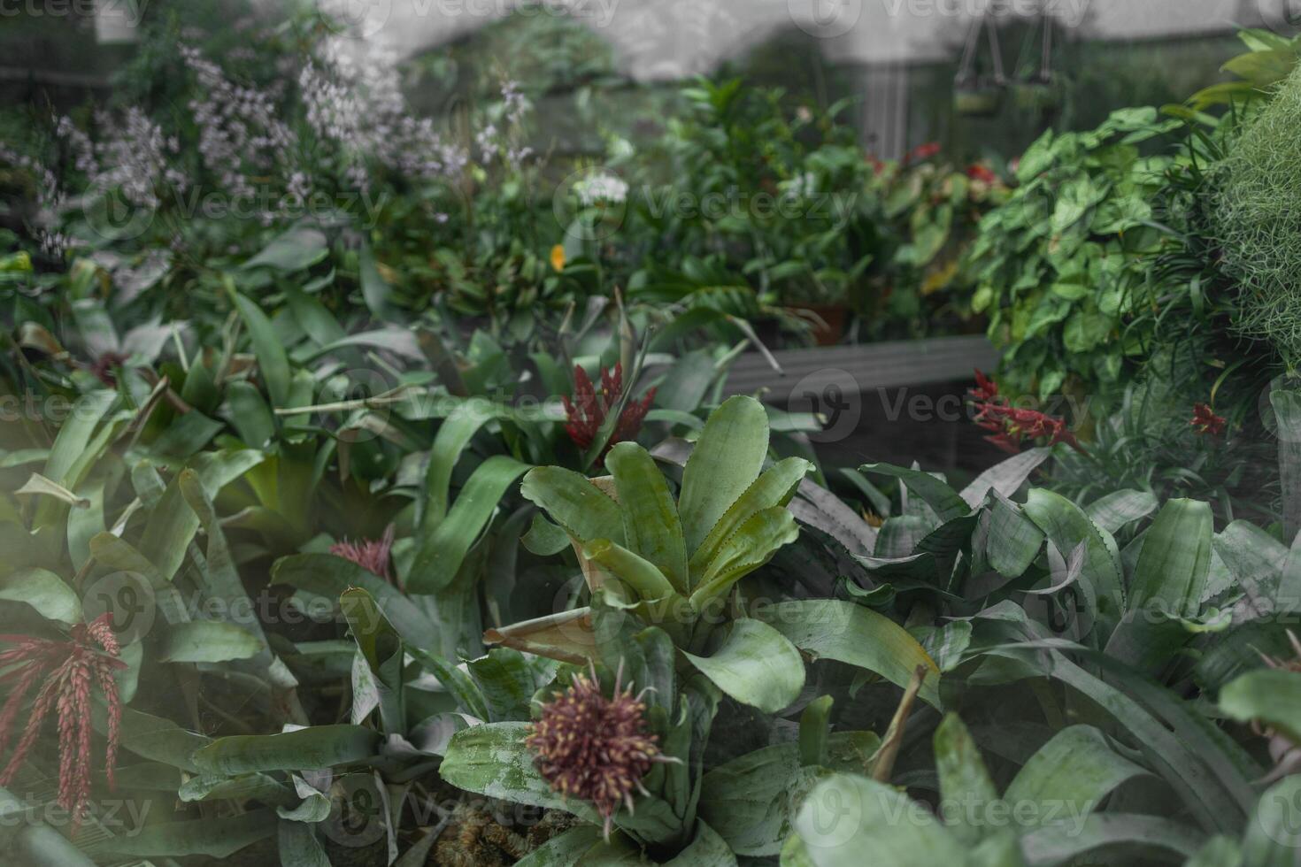 Vertical garden with lush green plants in black pots on a metal shelf, against a rustic brick and glass wall background. photo