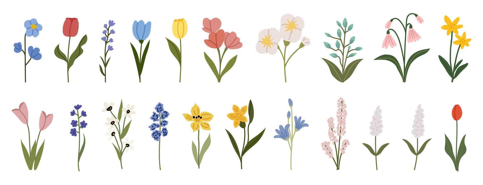 Set of spring and summer flowers. Botanical illustration featuring a collection of delicate wildflowers, leaves, and plants. Minimalist floral illustration. vector