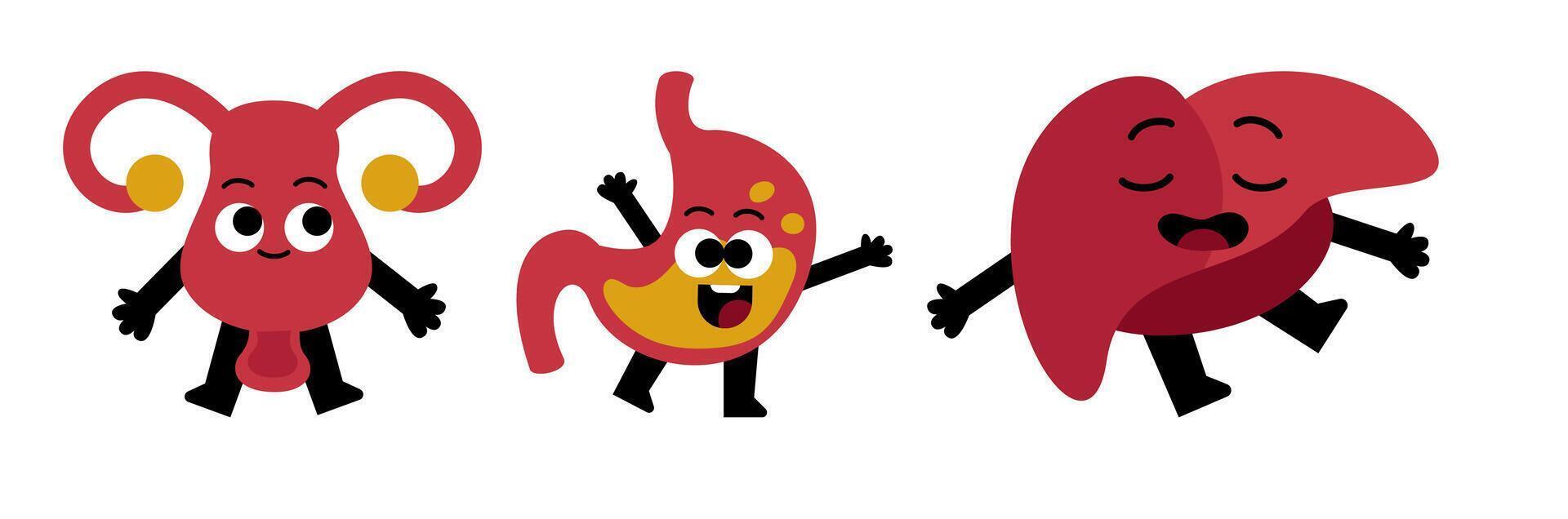 Funny cartoon organs uterus stomach and liver on white background vector
