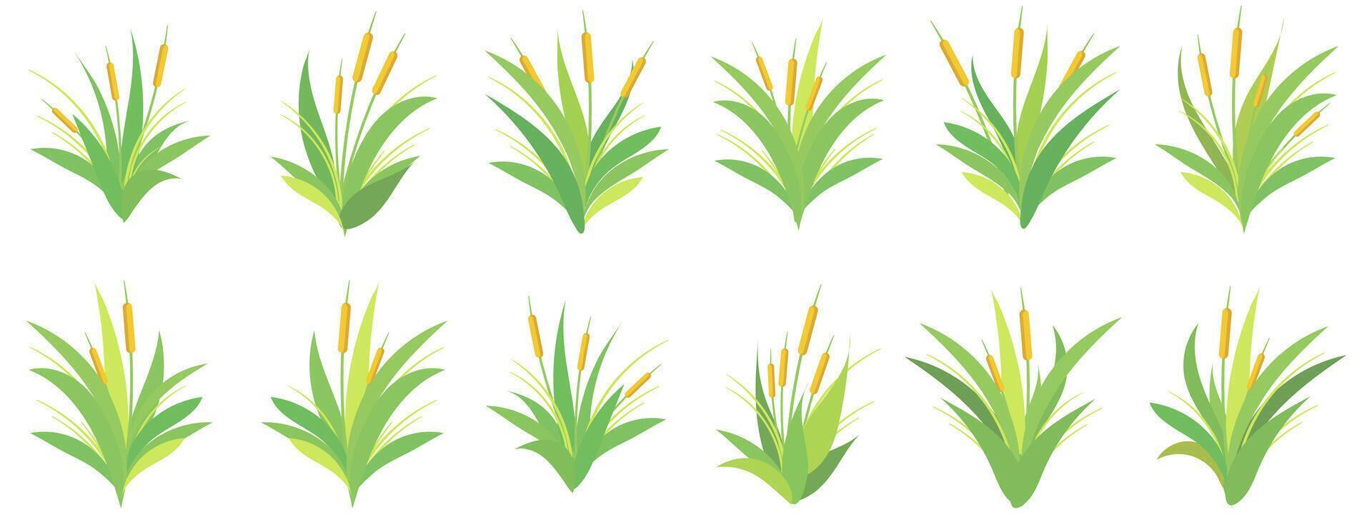 Stylized cattail plants in various groupings, ideal for graphic design use vector