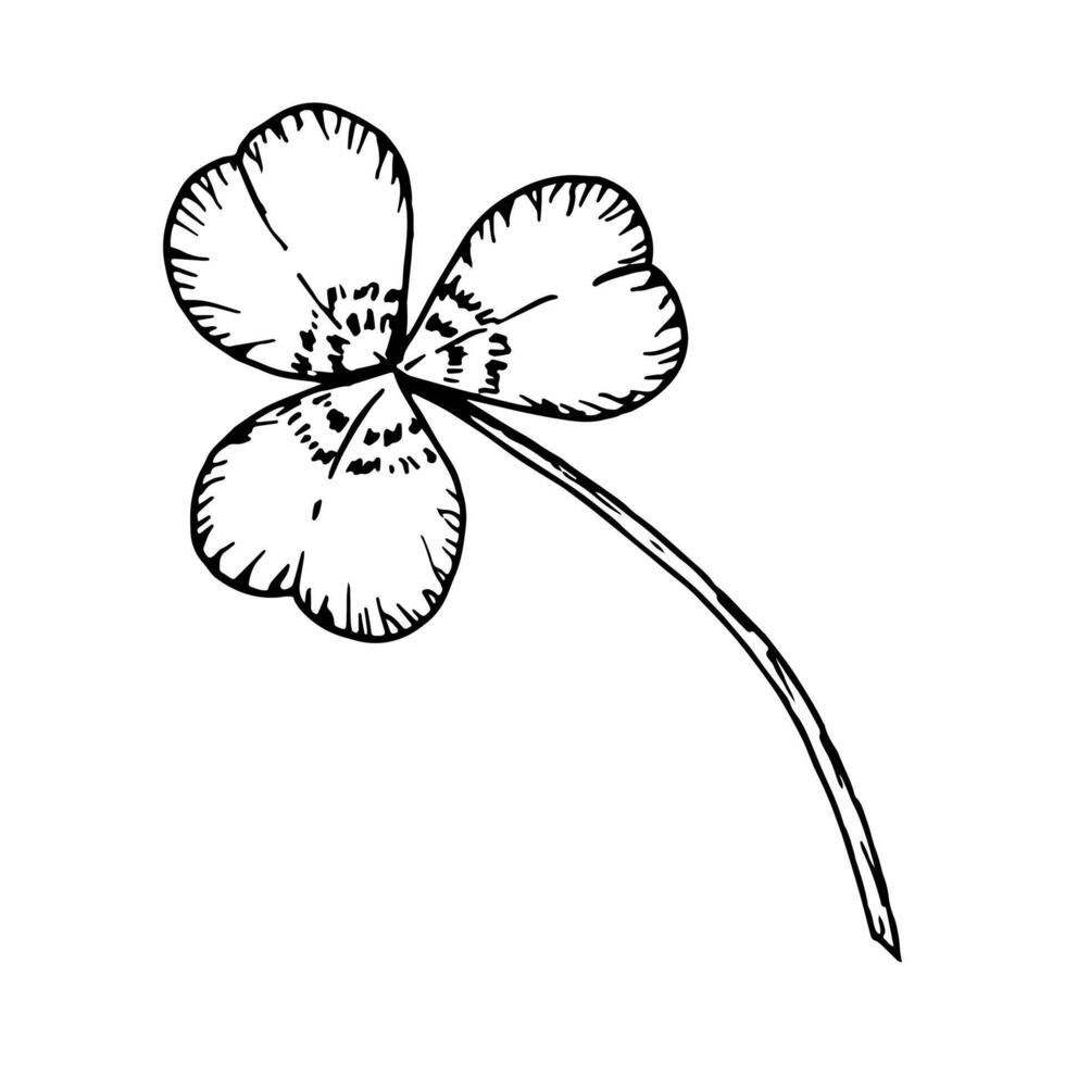 Three leaf clover. Leaves on a stem. Symbol of St. Patrick's Day. Hand drawn in ink black and white illustration. Perfect for floral arrangements, Irish designs, herbal projects, good luck charms vector