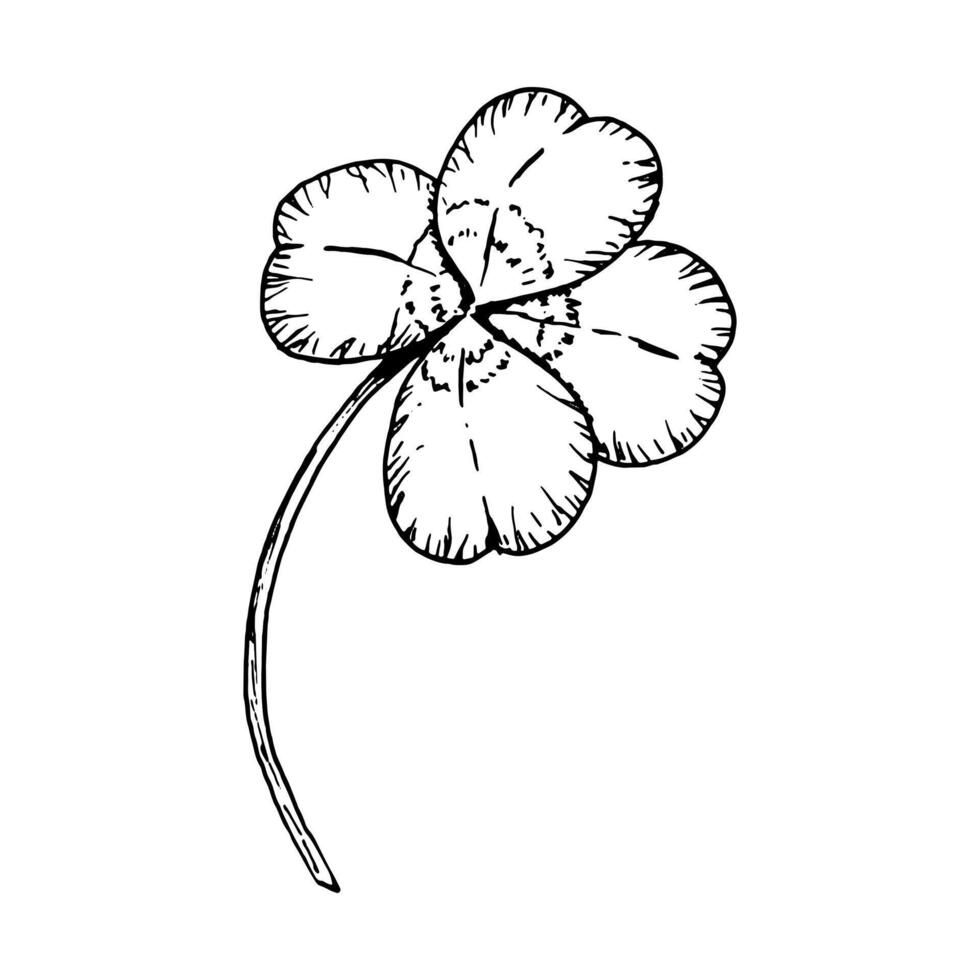 Four leaf clover on a stem. Symbol of St. Patrick's Day. Hand drawn in ink black and white illustration. Perfect for floral arrangements, Irish designs, herbal projects, good luck charms vector