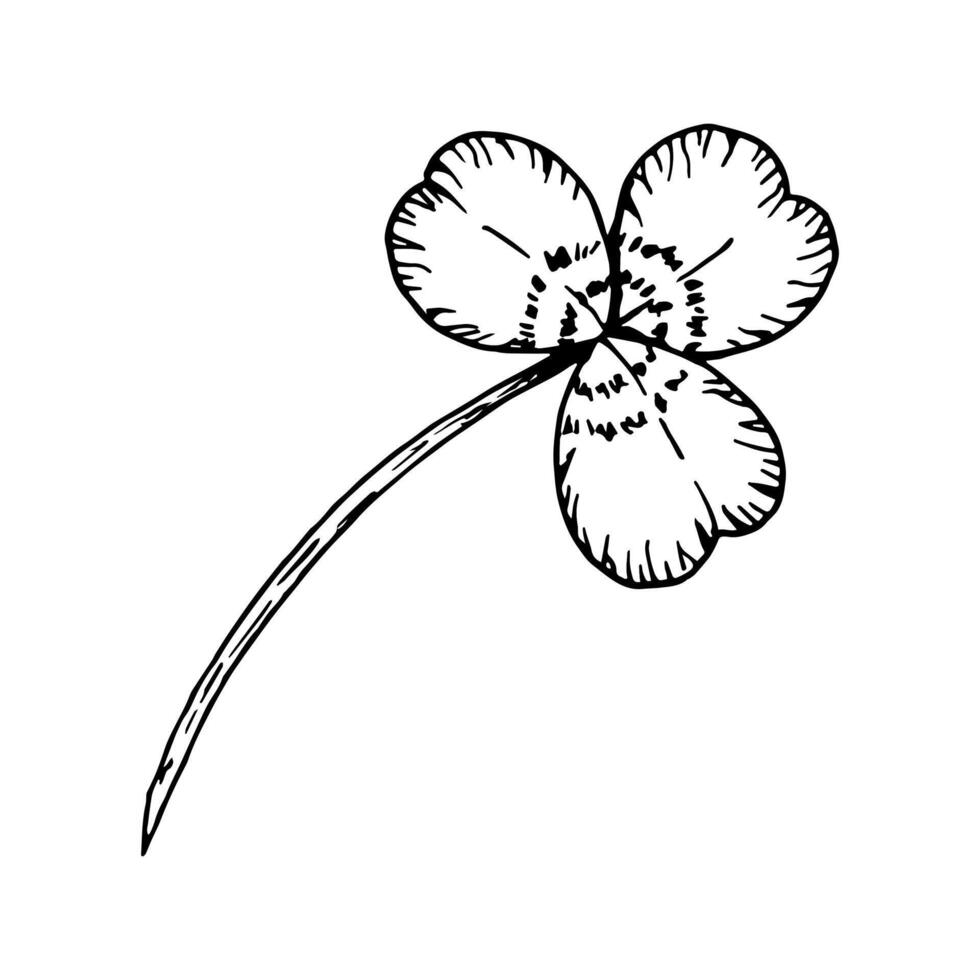 Three leaf clover on a stem. Symbol of St. Patrick's Day. Hand drawn in ink black and white illustration. Perfect for floral arrangements, Irish designs, herbal projects, good luck charms vector