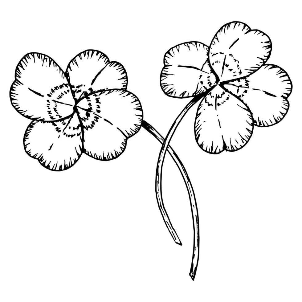 Hand drawn monochrome clip art of two four leaf clovers with stems. Perfect for botanical projects, natural cosmetics packaging, St. Patrick s Day, Irish designs, good luck charms vector