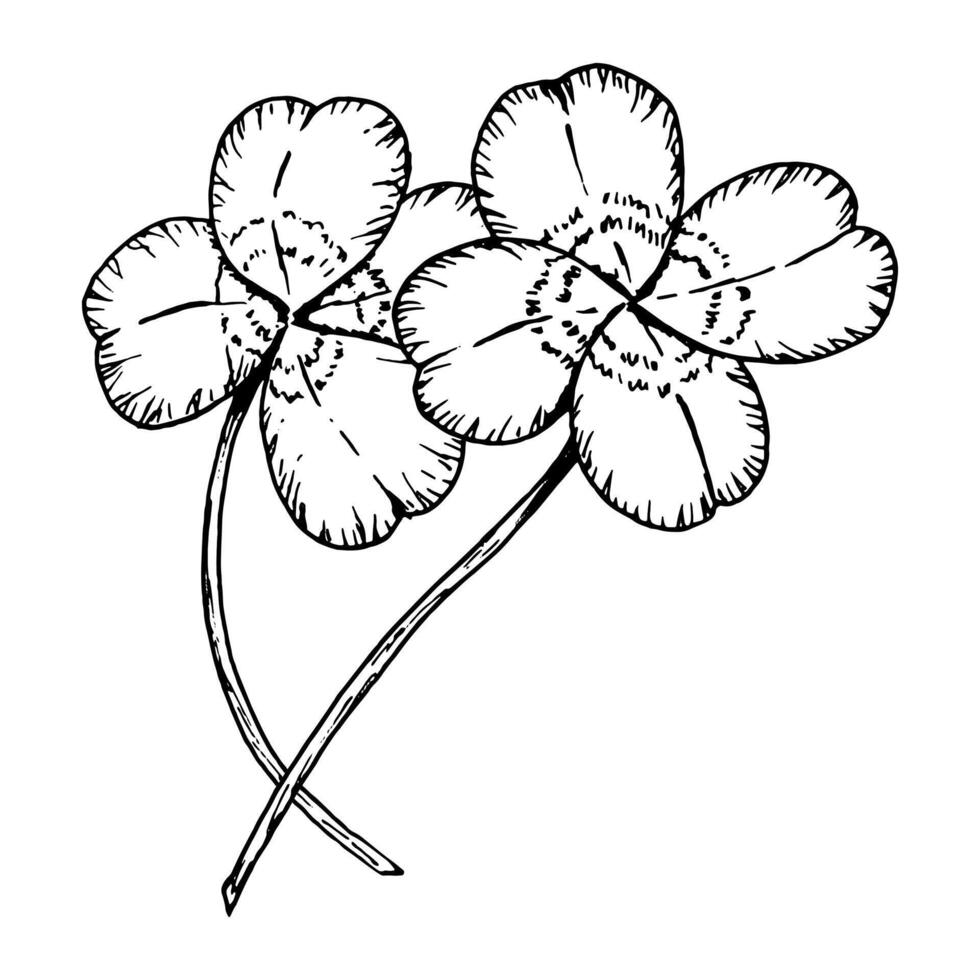 Hand drawn black and white clip art of two four leaf clovers with stems. Perfect for botanical projects, natural cosmetics packaging, St. Patrick s Day, Irish designs, good luck charms vector