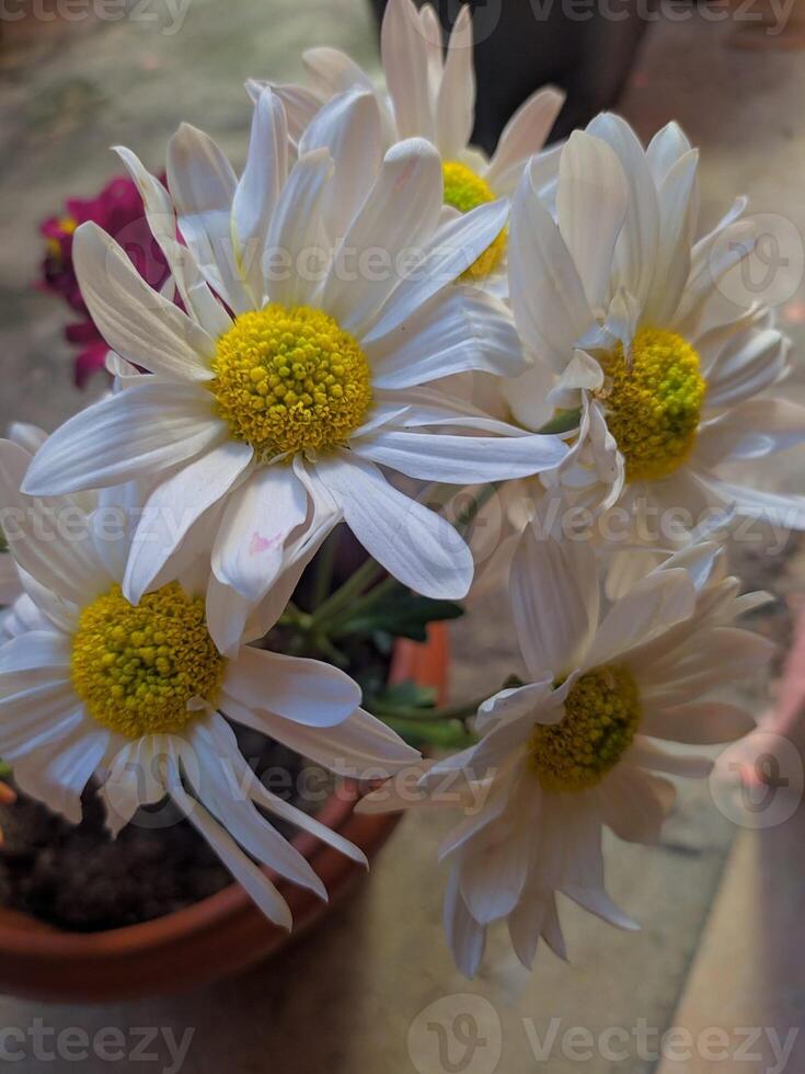 white yellow daisy flowers natural fresh petals photo