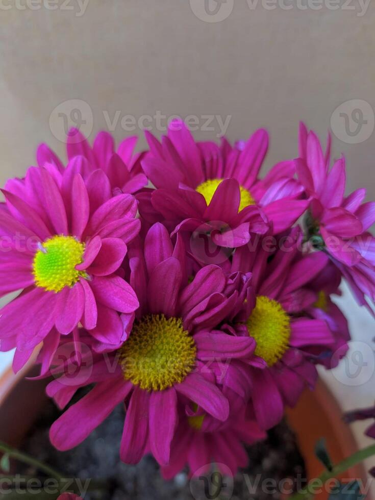 pink daisies blooming in garden photo