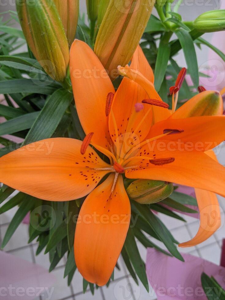orange lily beautiful floral blossom photo