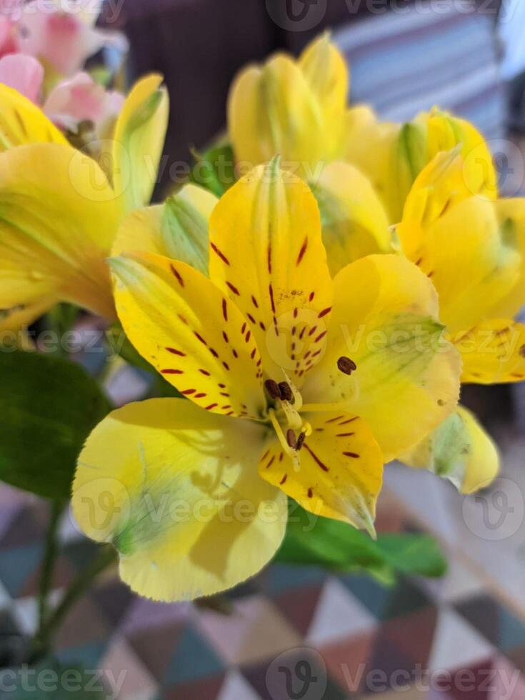 yellow flower nature close beauty photo