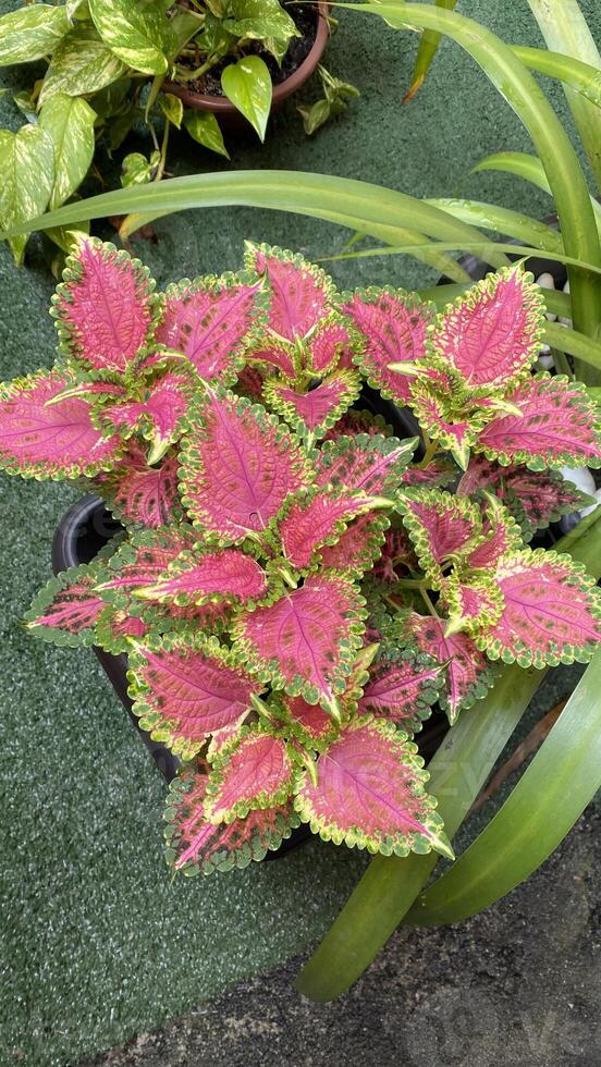 colorful leaves green and pink plant photo