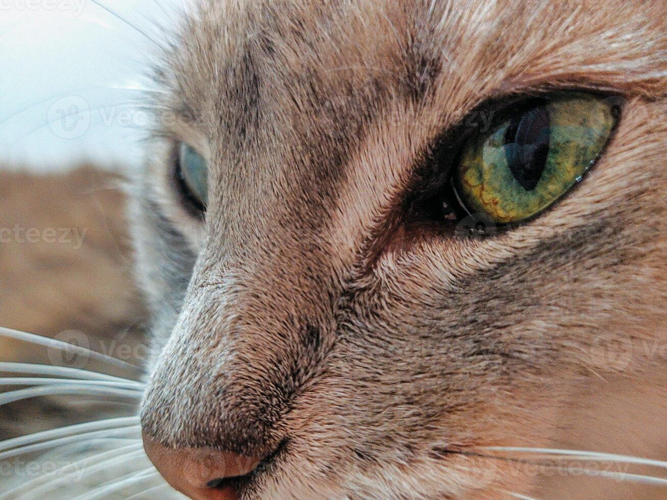 cat close up eye texture photo