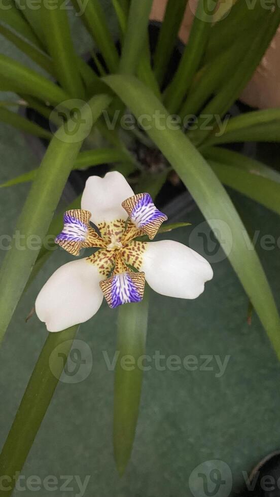 flower petals tropical colors beauty photo