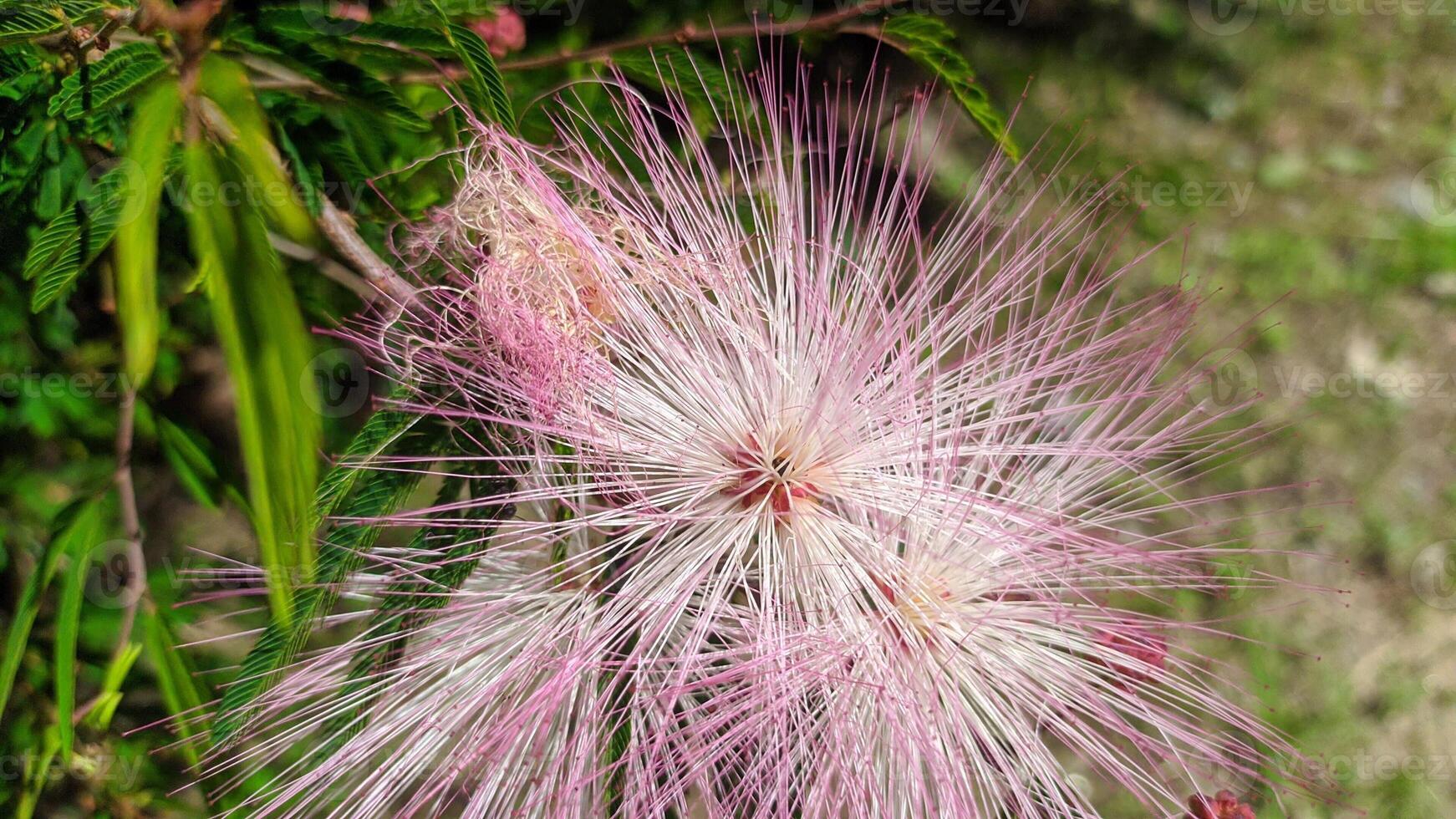 exotic pink fluffy flower nature garden photo