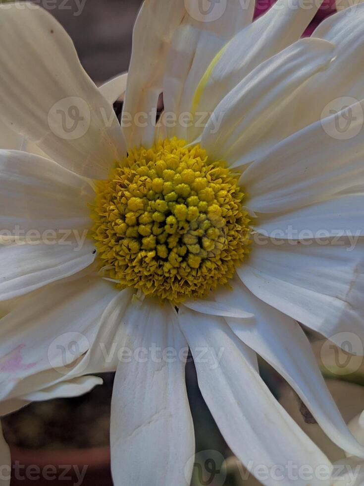 white daisy closeup yellow petals garden sunlight photo