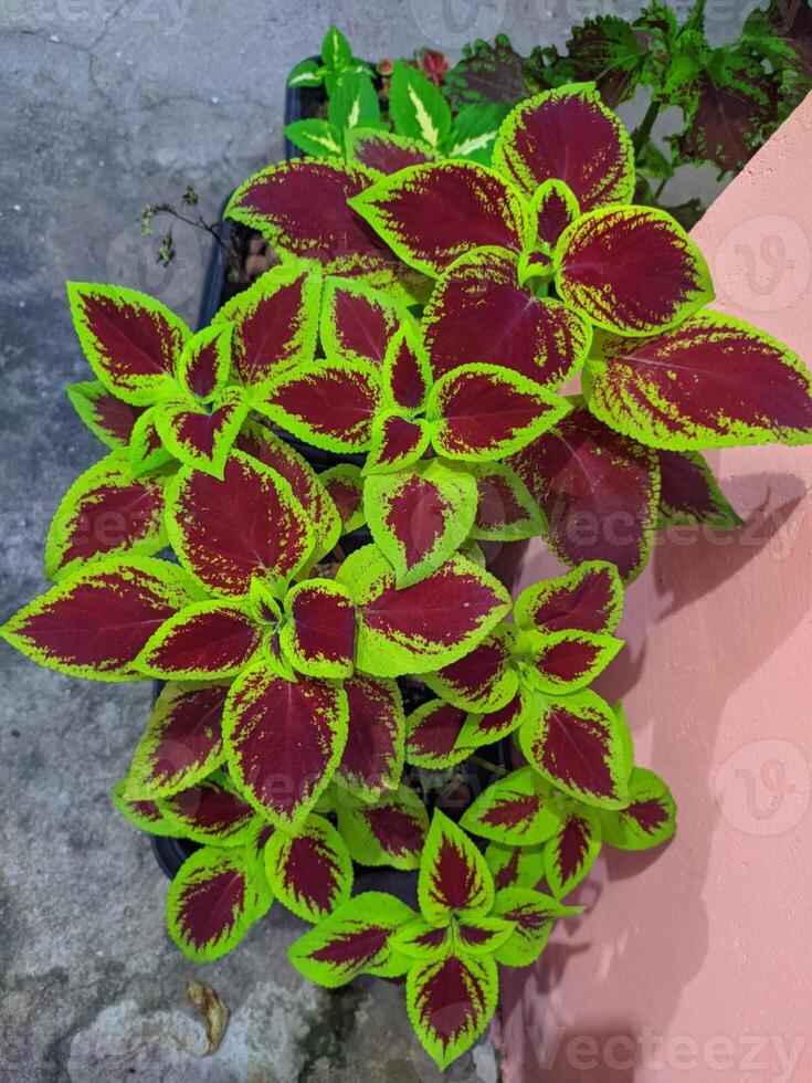 colorful vibrant coleus leaves bright contrast photo