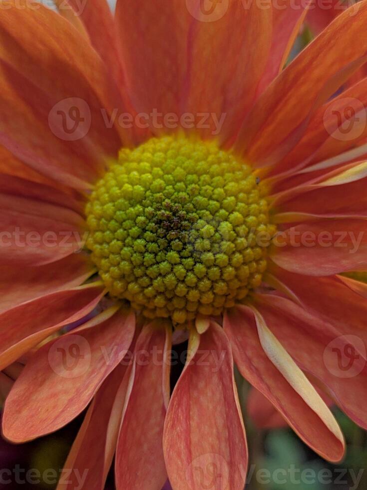 orange yellow daisy macro closeup petals bright photo