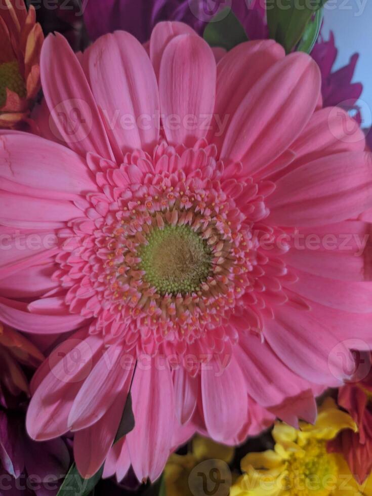 pink gerbera flower macro closeup beauty photo