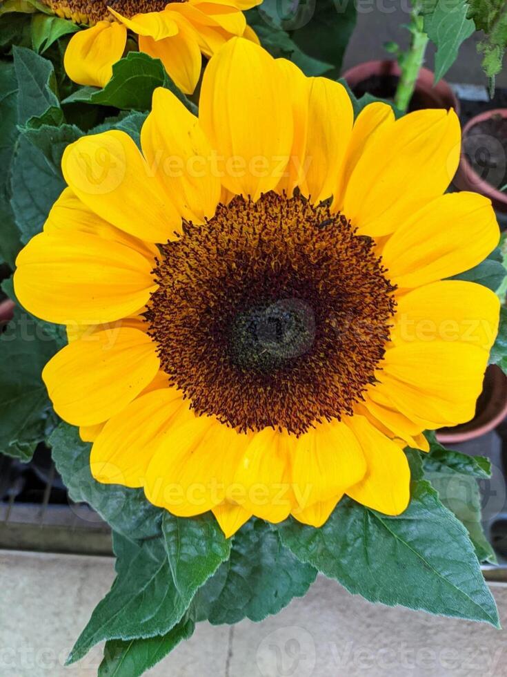 sunflower yellow petals green leaves beauty photo