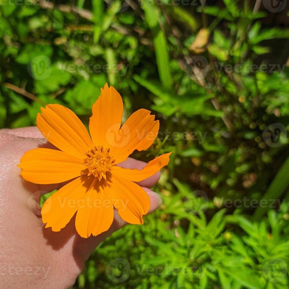 hand holding orange cosmos flower photo