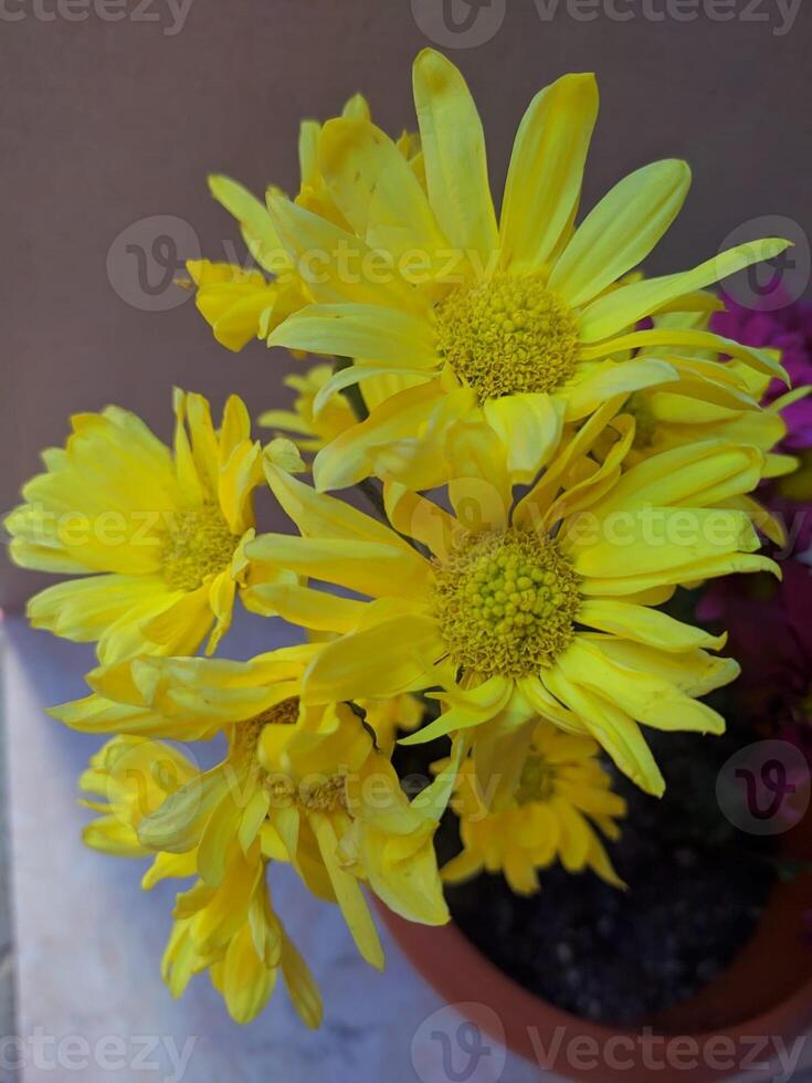 yellow chrysanthemums fresh and beautiful photo