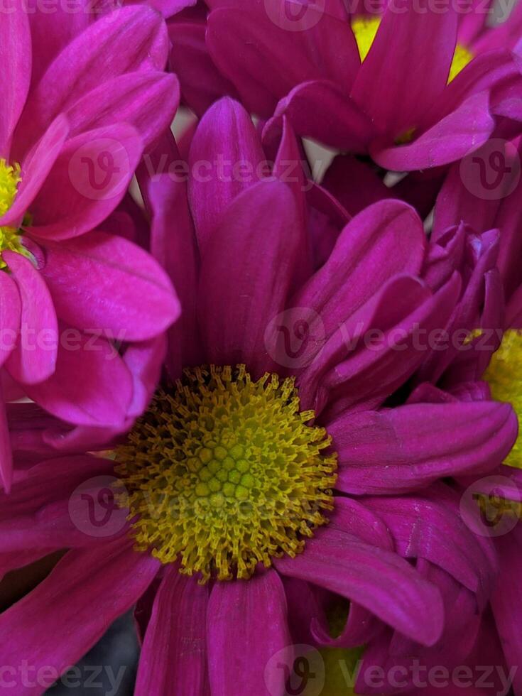 purple flowers close up nature photo