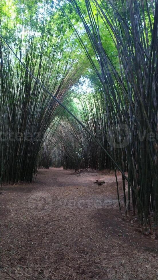 bamboo tunnel green nature sunlight in vassouras photo