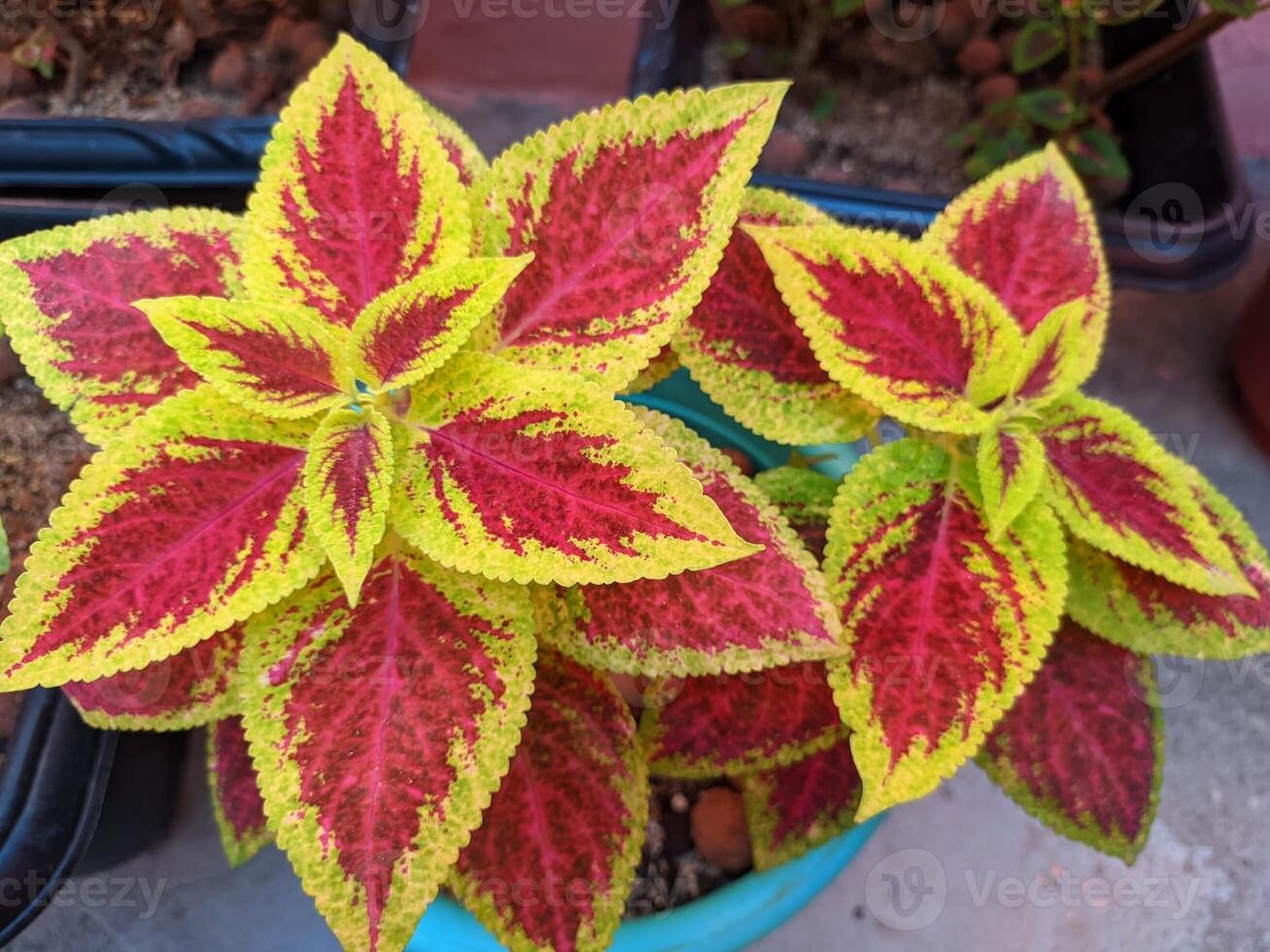 coleus red yellow vibrant colorful garden photo