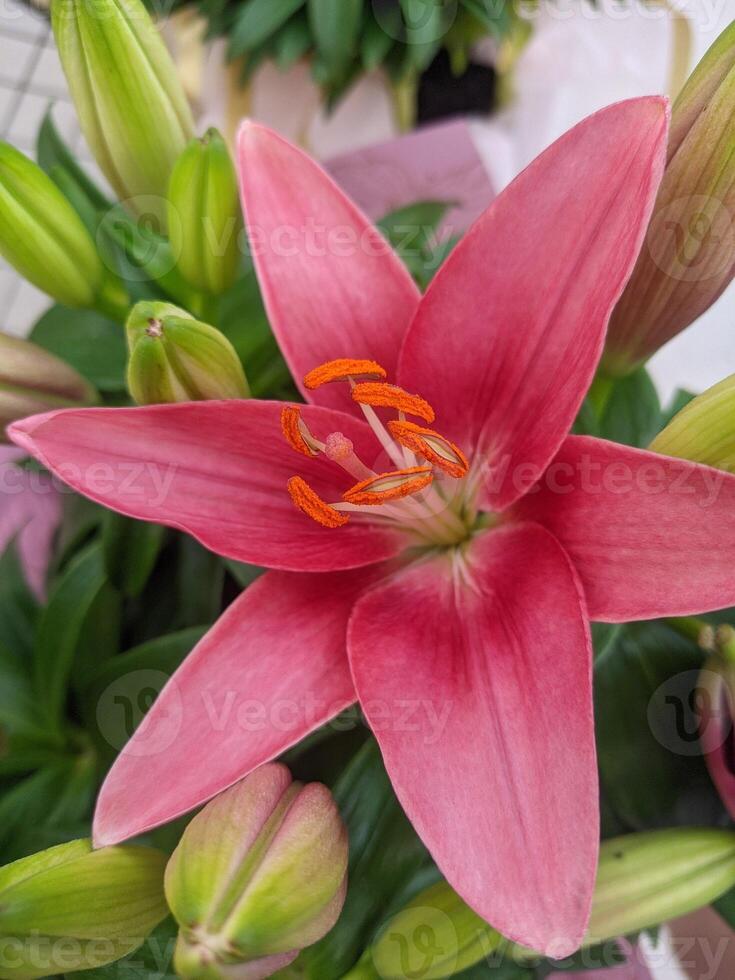 pink lily flower nature bloom photo