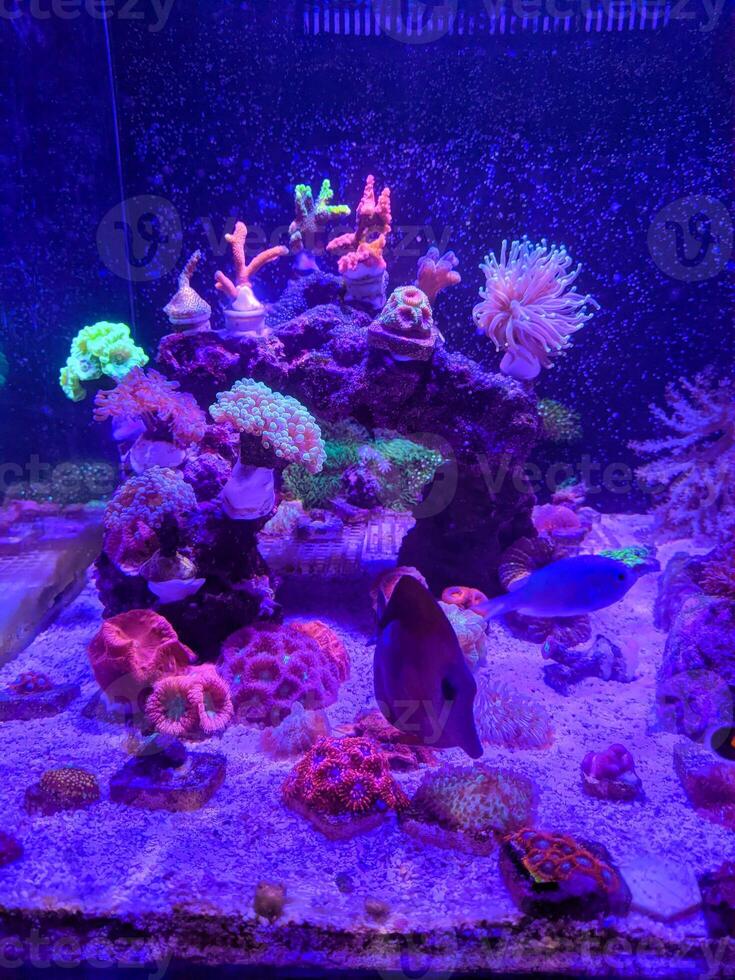 colorful coral reef aquarium photo