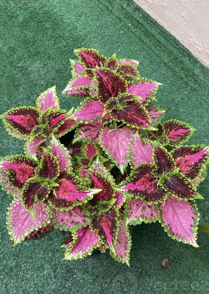colorful leaves green pink photo