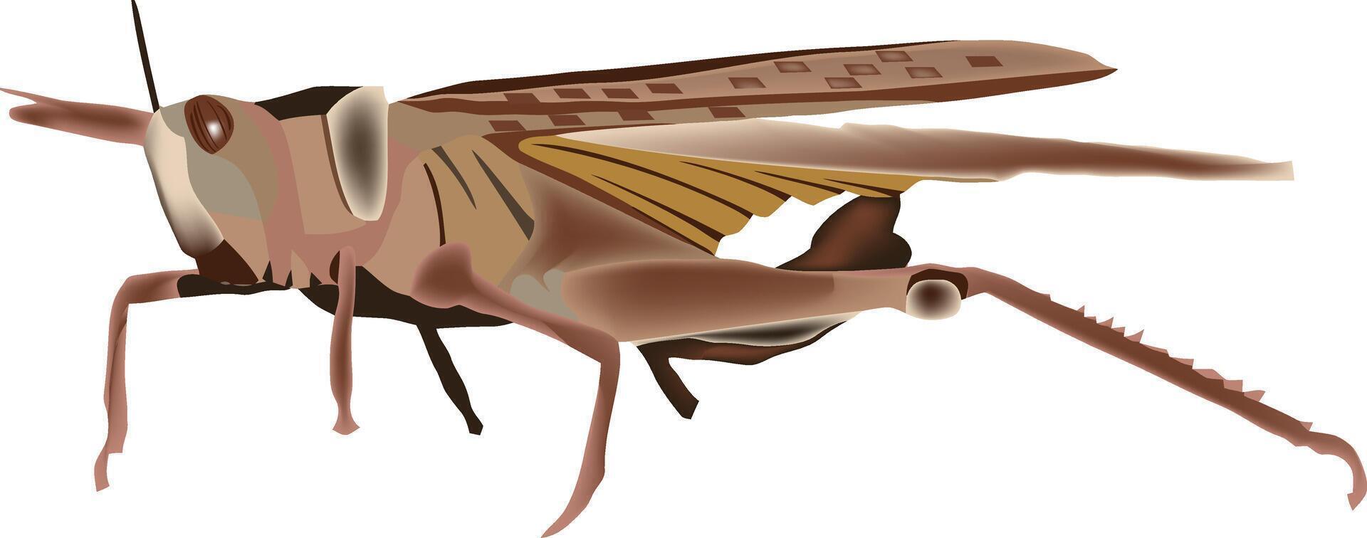 A cartoon grasshopper with long legs and wings vector