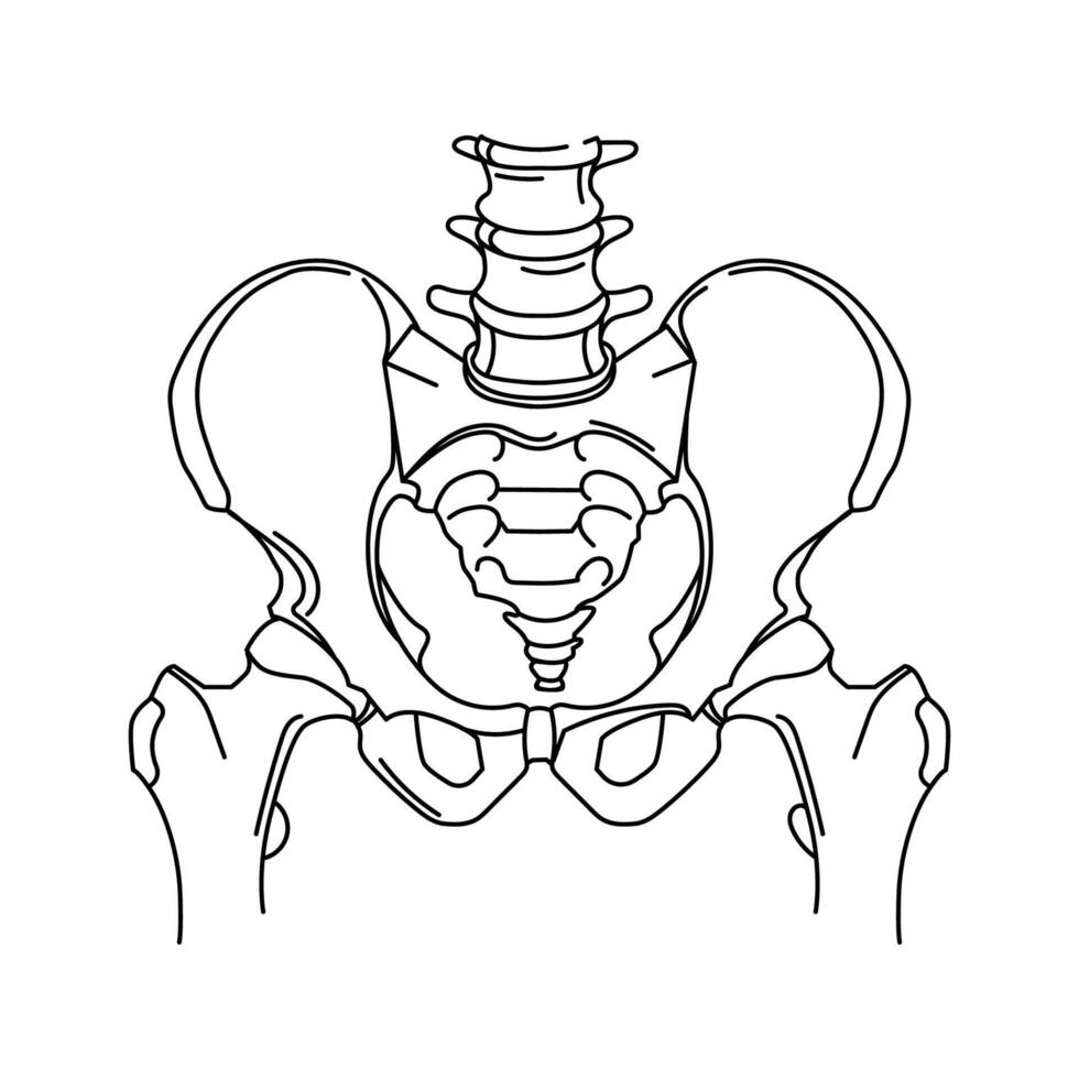 Human pelvis and lower spine, showing anatomical details of the skeletal structure Dyne art illustration. A medical illustration useful for education and healthcare concepts. Logo emblem print vector