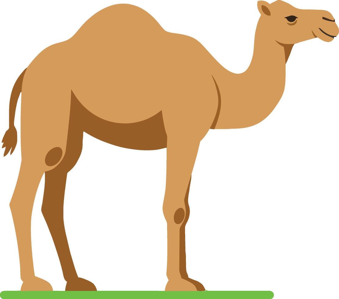 A standing camel with a gentle expression in a minimal flat design style showcasing its distinct features in art vector