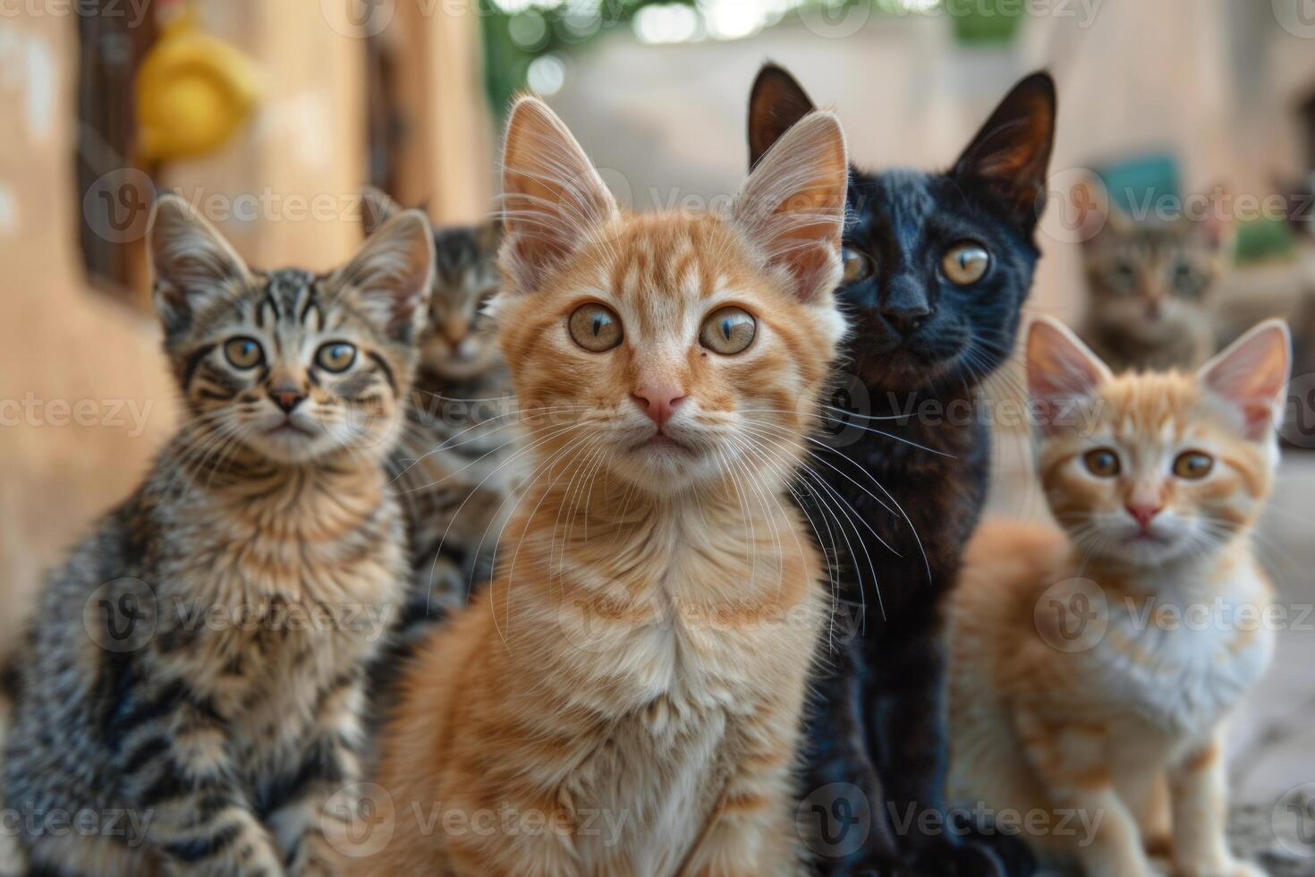 A group of cats standing together in front of a building photo