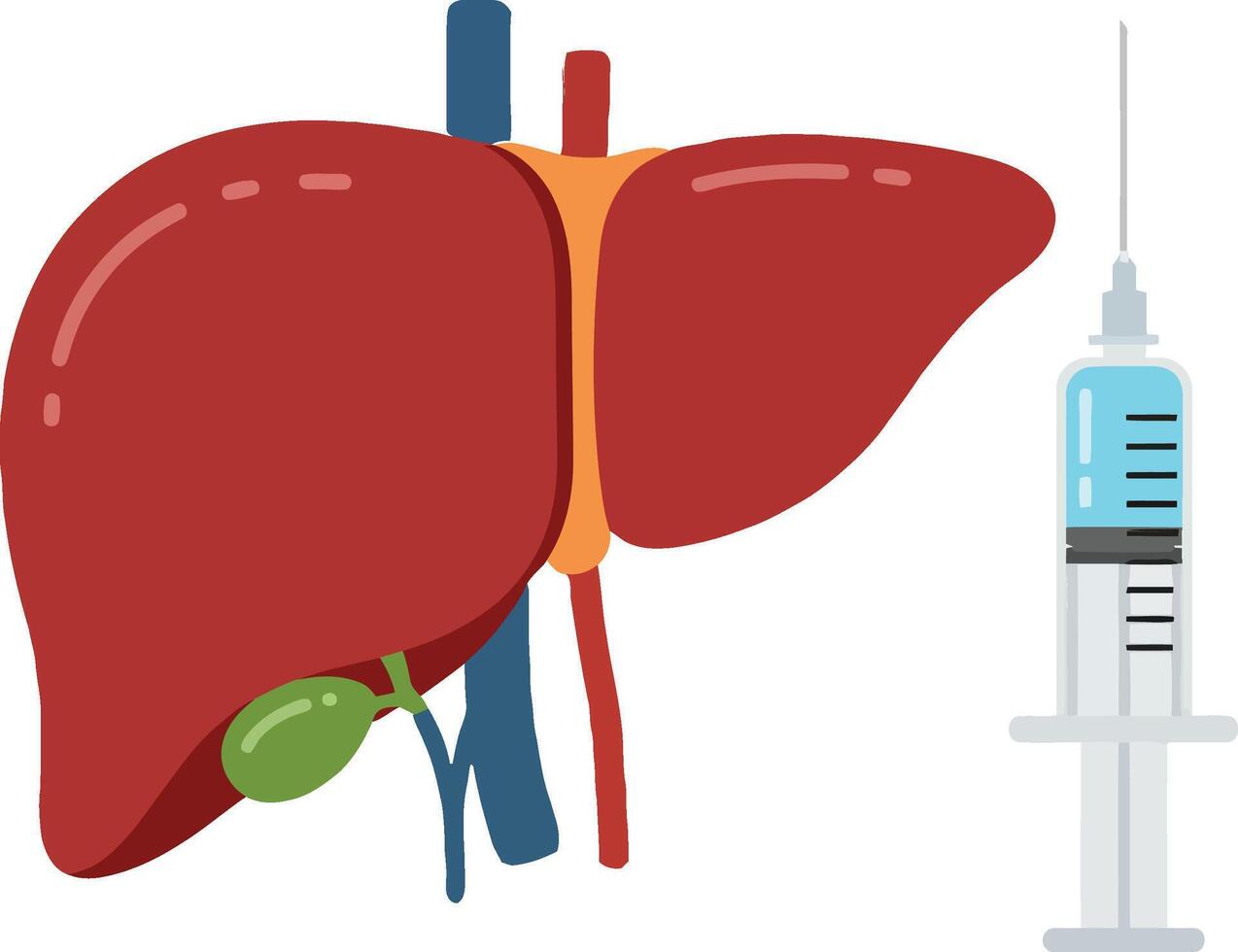 Detailed illustration of a human liver alongside a syringe in a flat art style, symbolizing health and medicine vector
