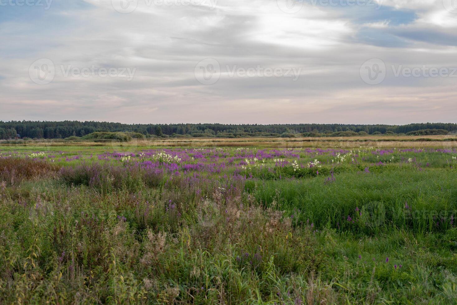Beautiful nature, wild flowers, forest in the distance and magical sky. Village summer landscape photo