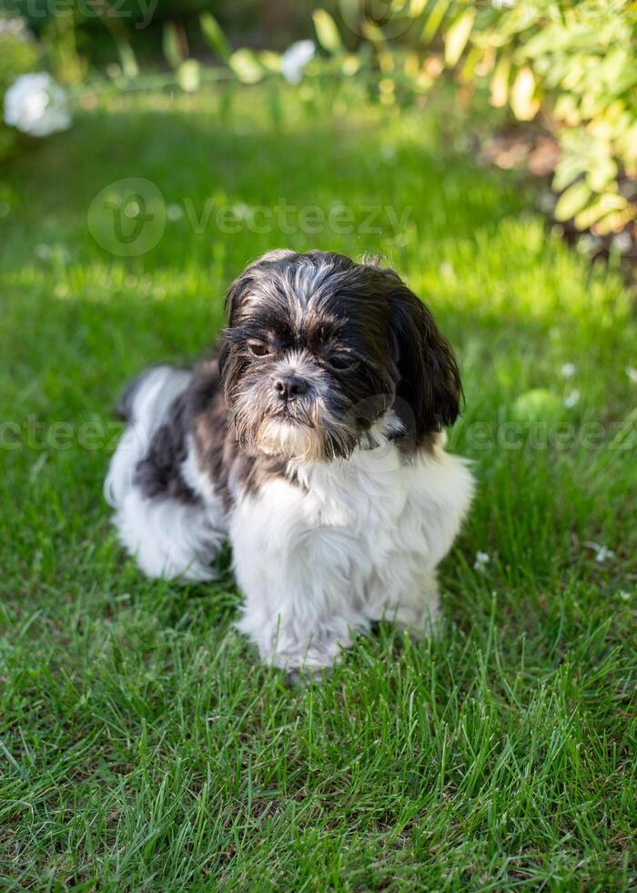 Black and White Shih Tzu Dog on Grass in Summer photo