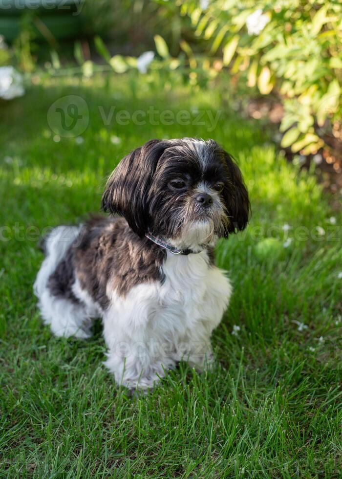 Black and White Shih Tzu Dog on Grass in Summer photo