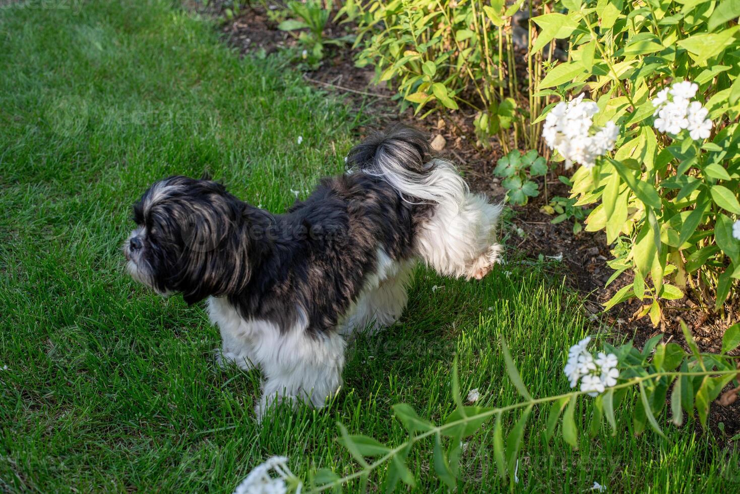 The dog raised its paw and pees in the grass photo