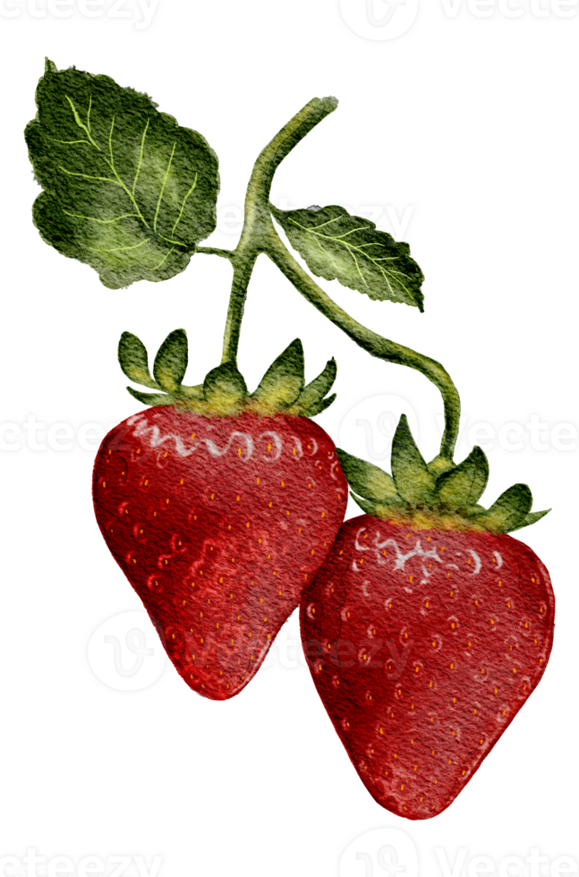 Watercolor illustration of red strawberries png