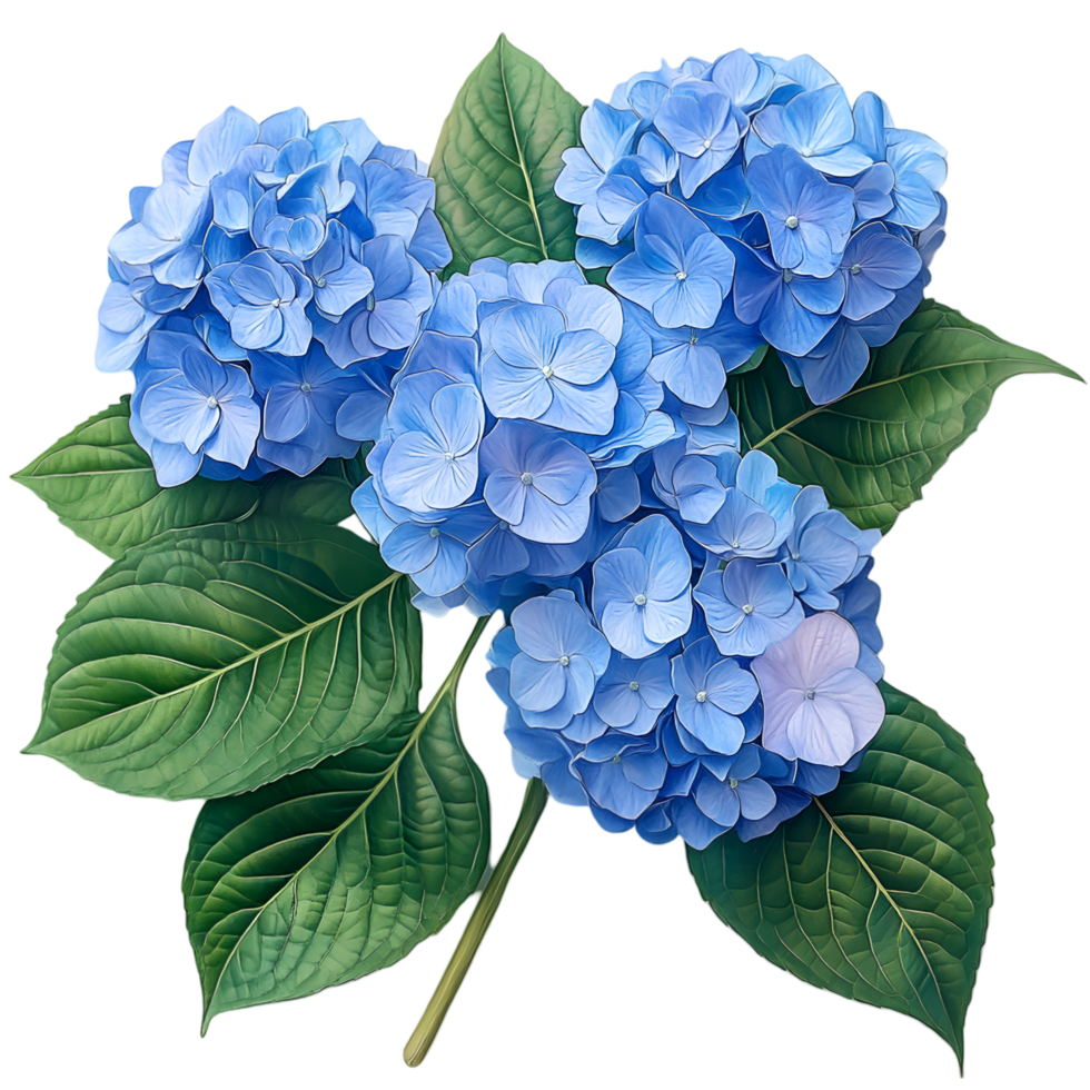 Blue Hydrangea Blooms Lush Green Leaves Floral Beauty png