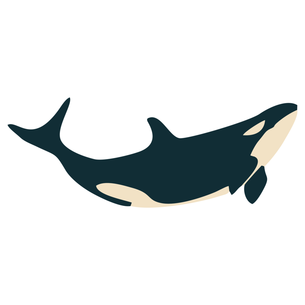 Orca whale jumping png