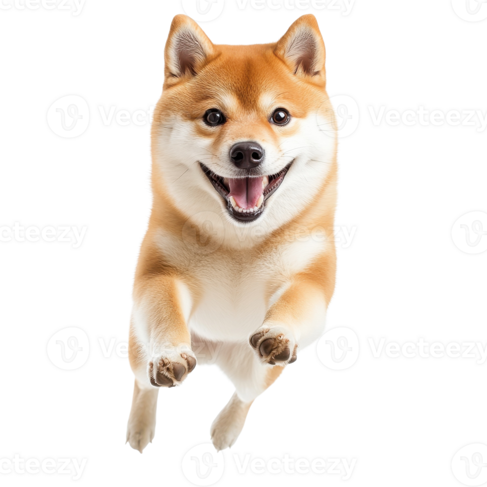 Shiba Inu Dog Leaping Joyfully on transparent background. png